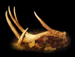 Get News & Updates From Sterner Duttera